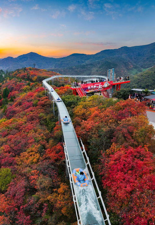 山東限定秋景上線，賞葉經(jīng)濟迎來升溫
