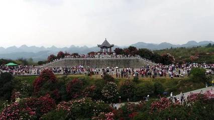 關(guān)于百里杜鵑景區(qū)游客接待量已達飽和的緊急通知與游覽管理措施