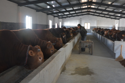 規?；B殖驅動下的畜牧業新篇章與飼料銷售新機遇——以潛山為例