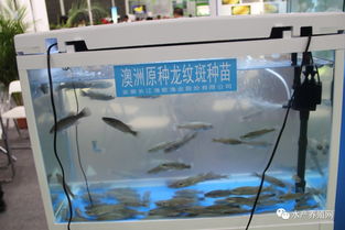 合肥漁博會(huì)盛況空前 近500家企業(yè)齊聚，亮點(diǎn)紛呈引領(lǐng)行業(yè)未來